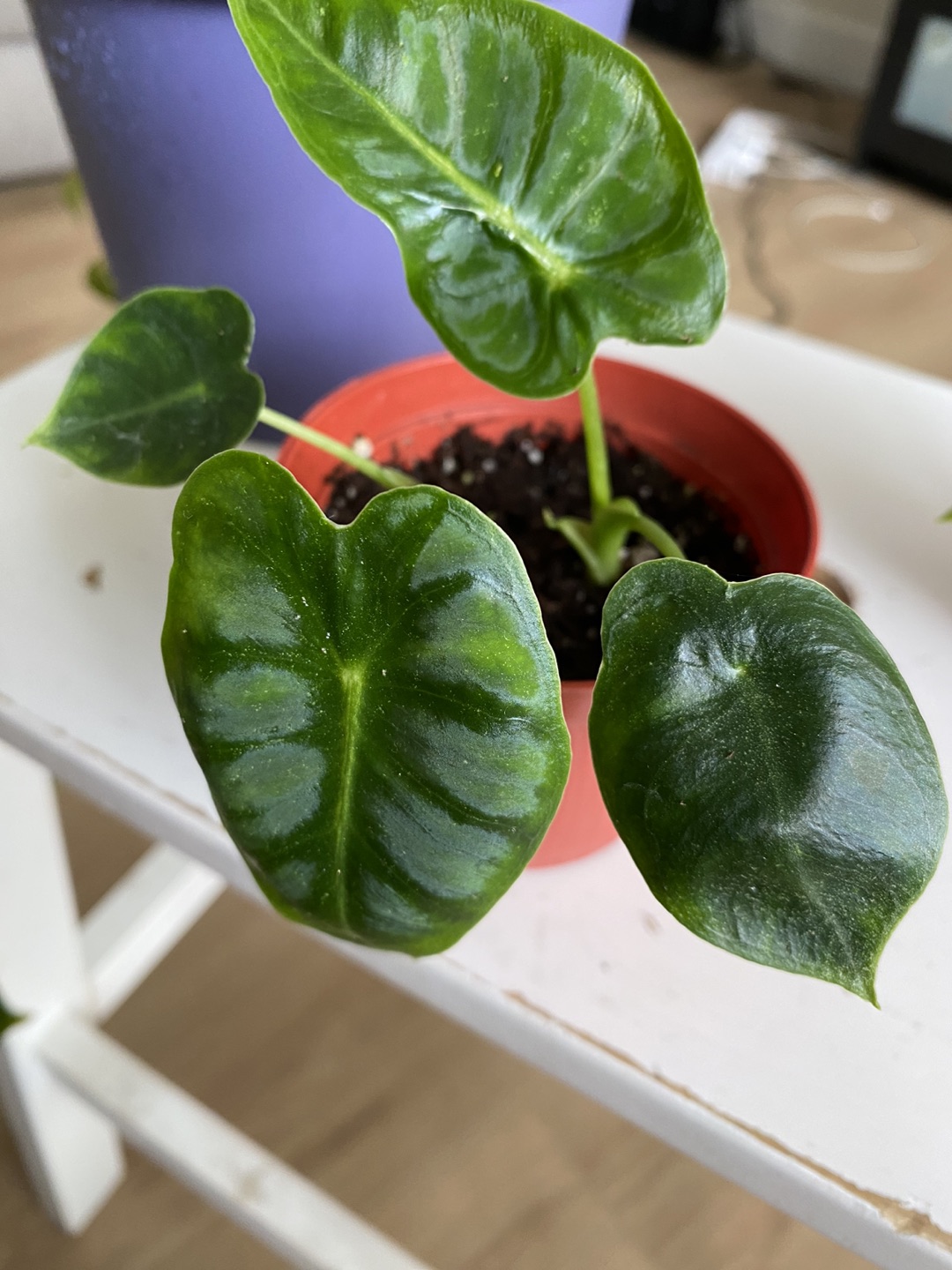Alocasia frydek