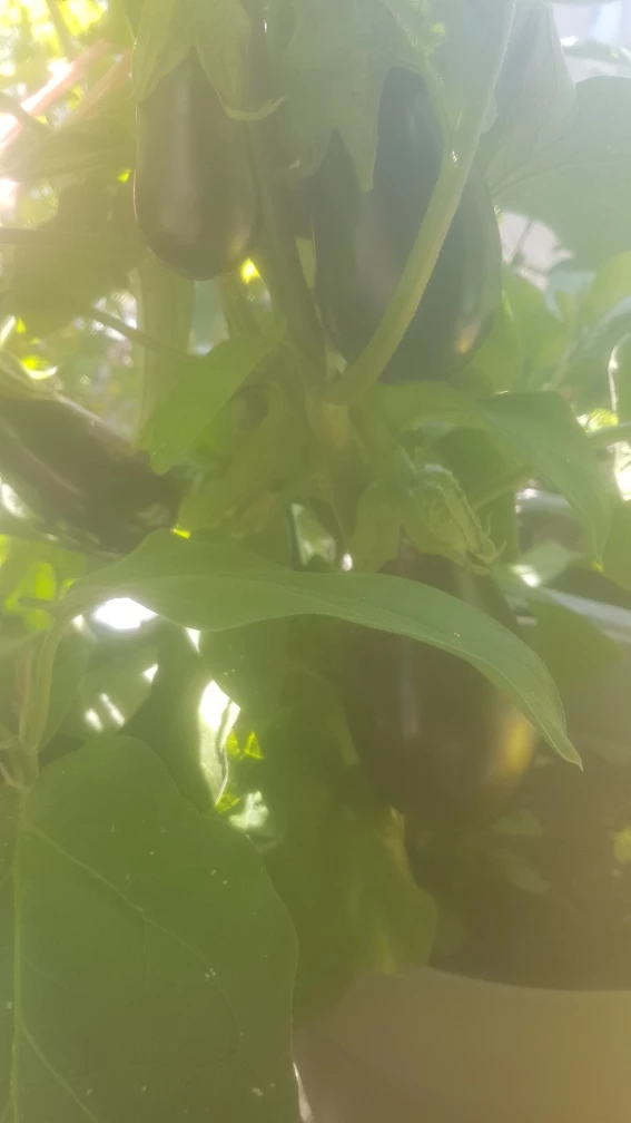 Fresh organic Eggplant on the vine