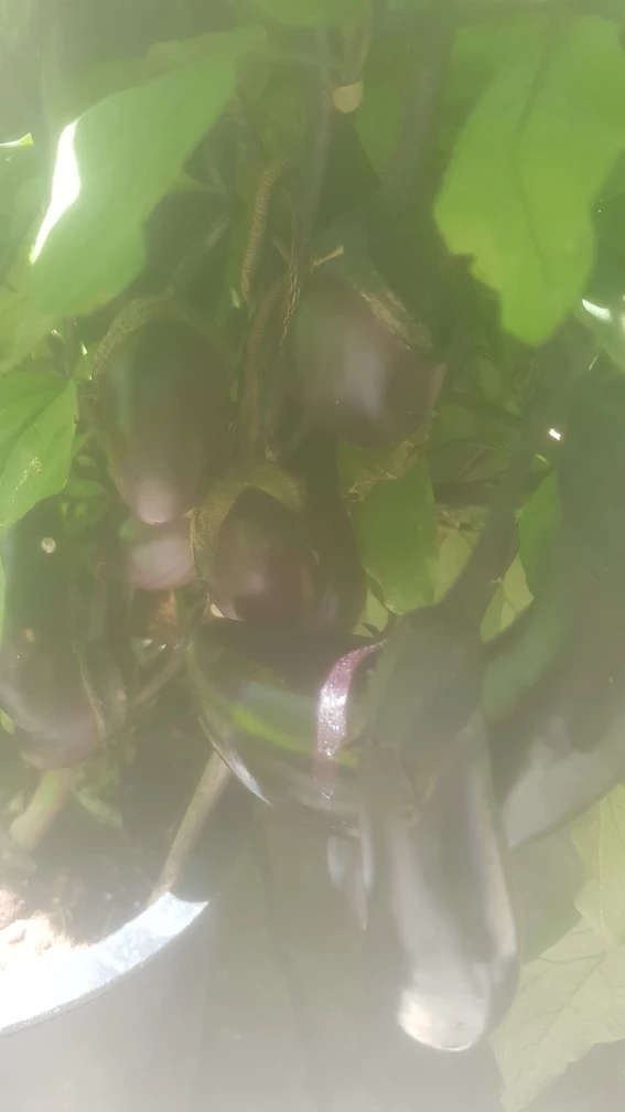 Fresh organic Eggplant on the vine - photo 2