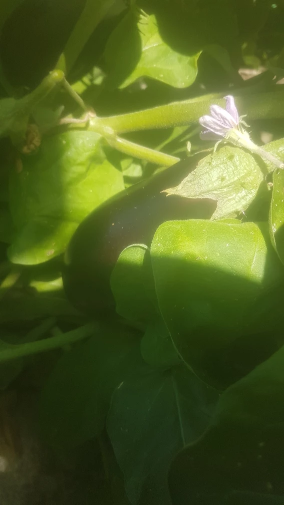 Fresh organic Eggplant on the vine - photo 3