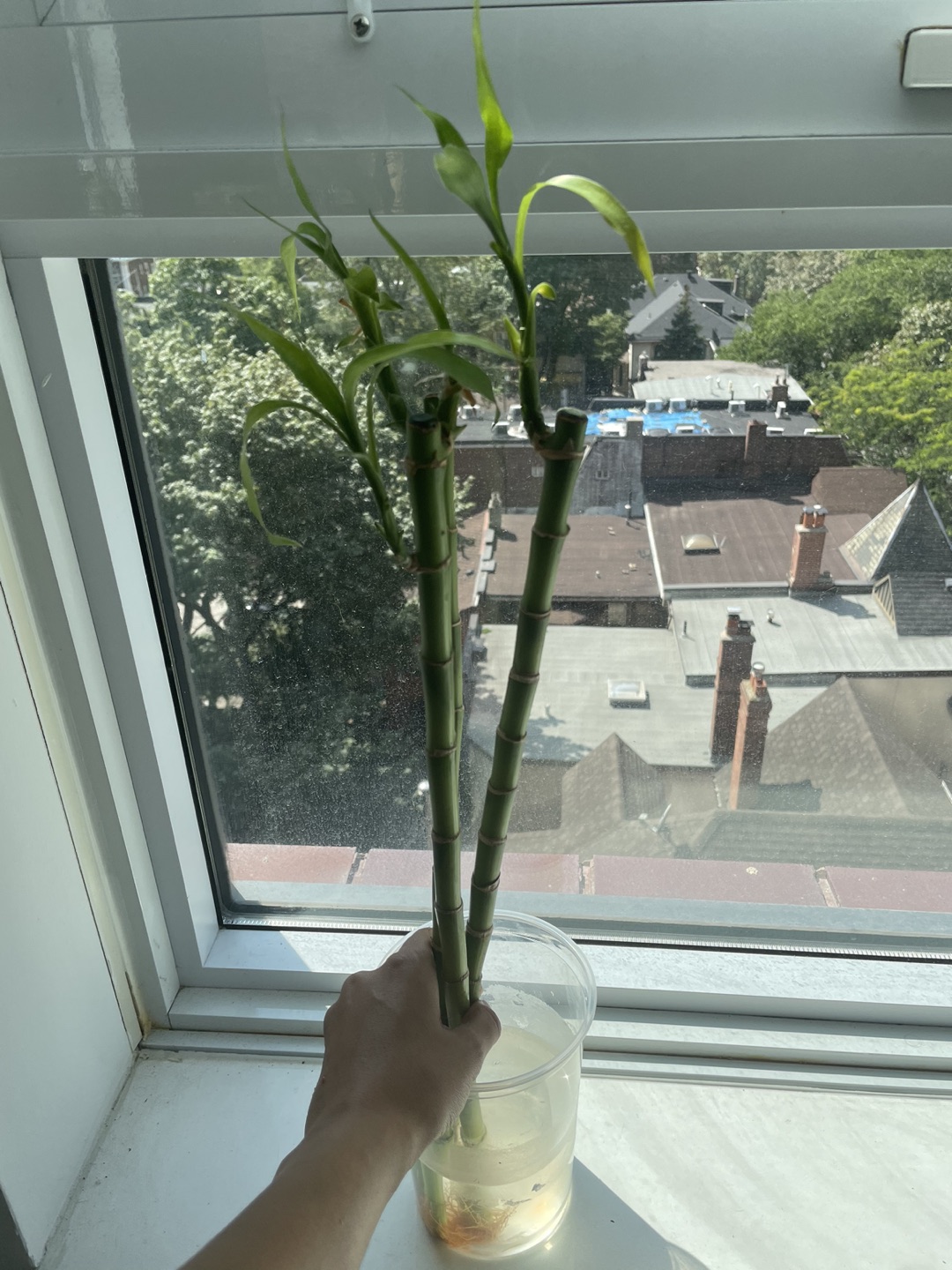 Bamboo Plant thumbnail