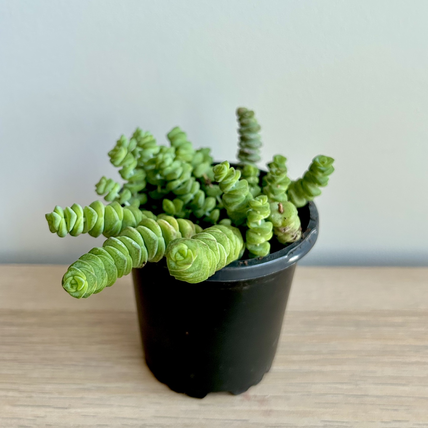 String of Buttons Succulent Plant