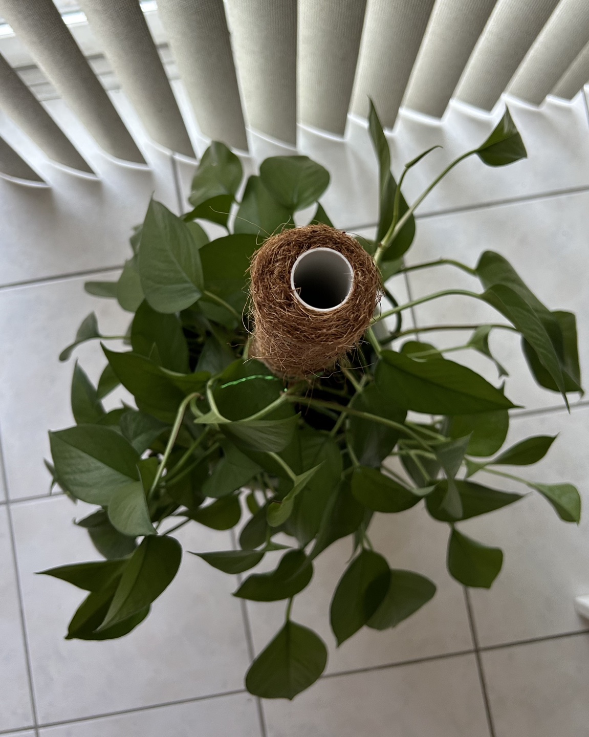 Golden Pothos - photo 3