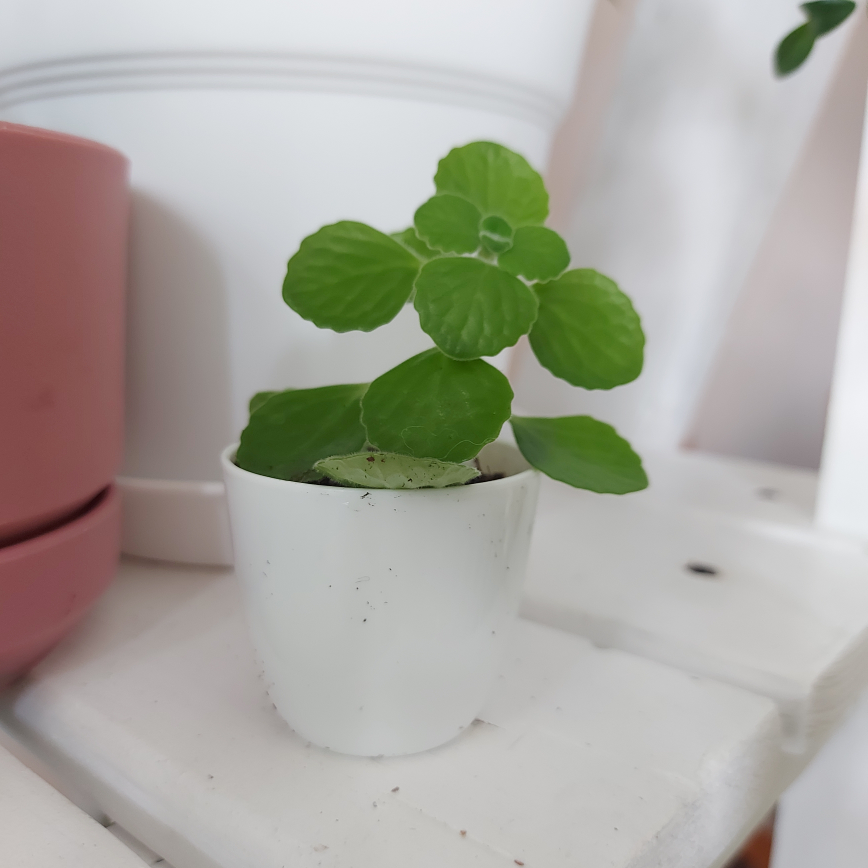 2" Vicks Plant with Pot thumbnail
