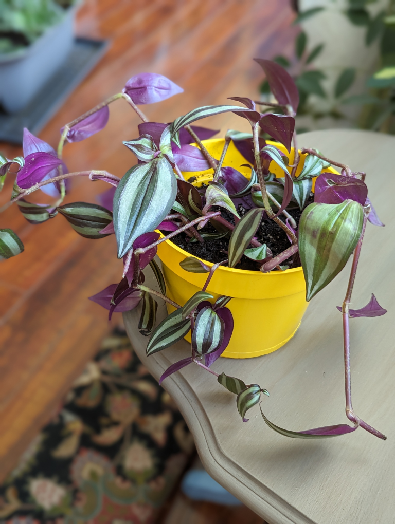 Tradescantia zebrina(wandering Jew plant) (Silver Inch plant) thumbnail