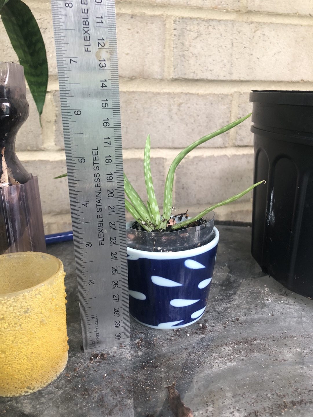 Aloe Vera with Japanese pot image indicator(2)