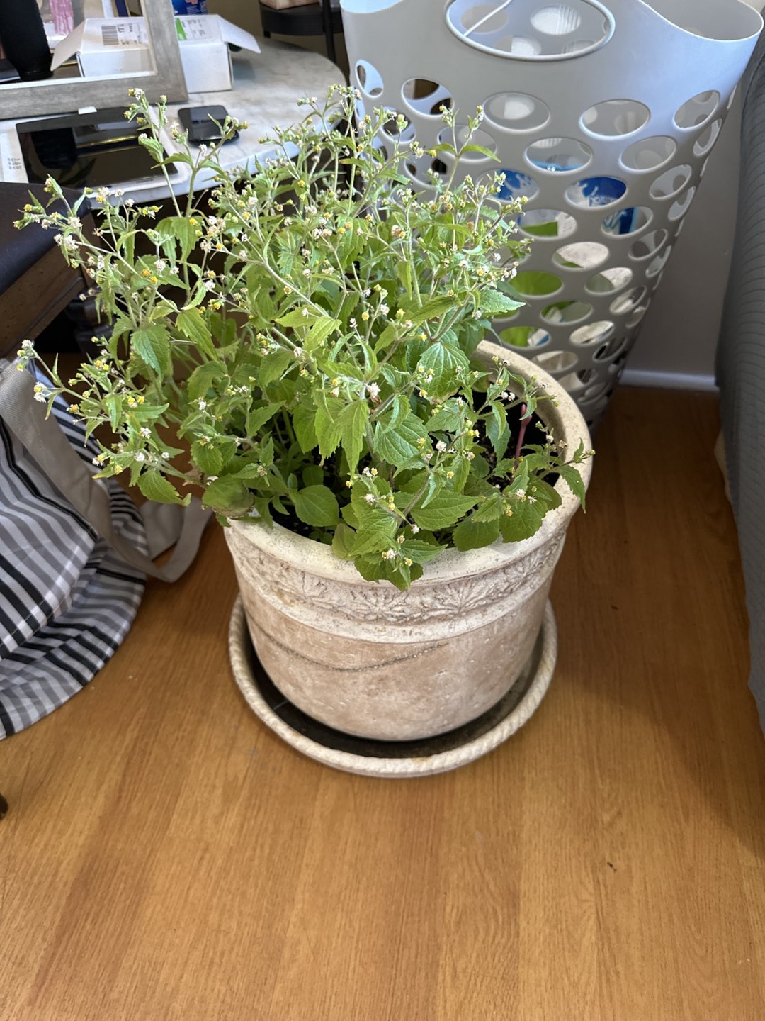 Planter