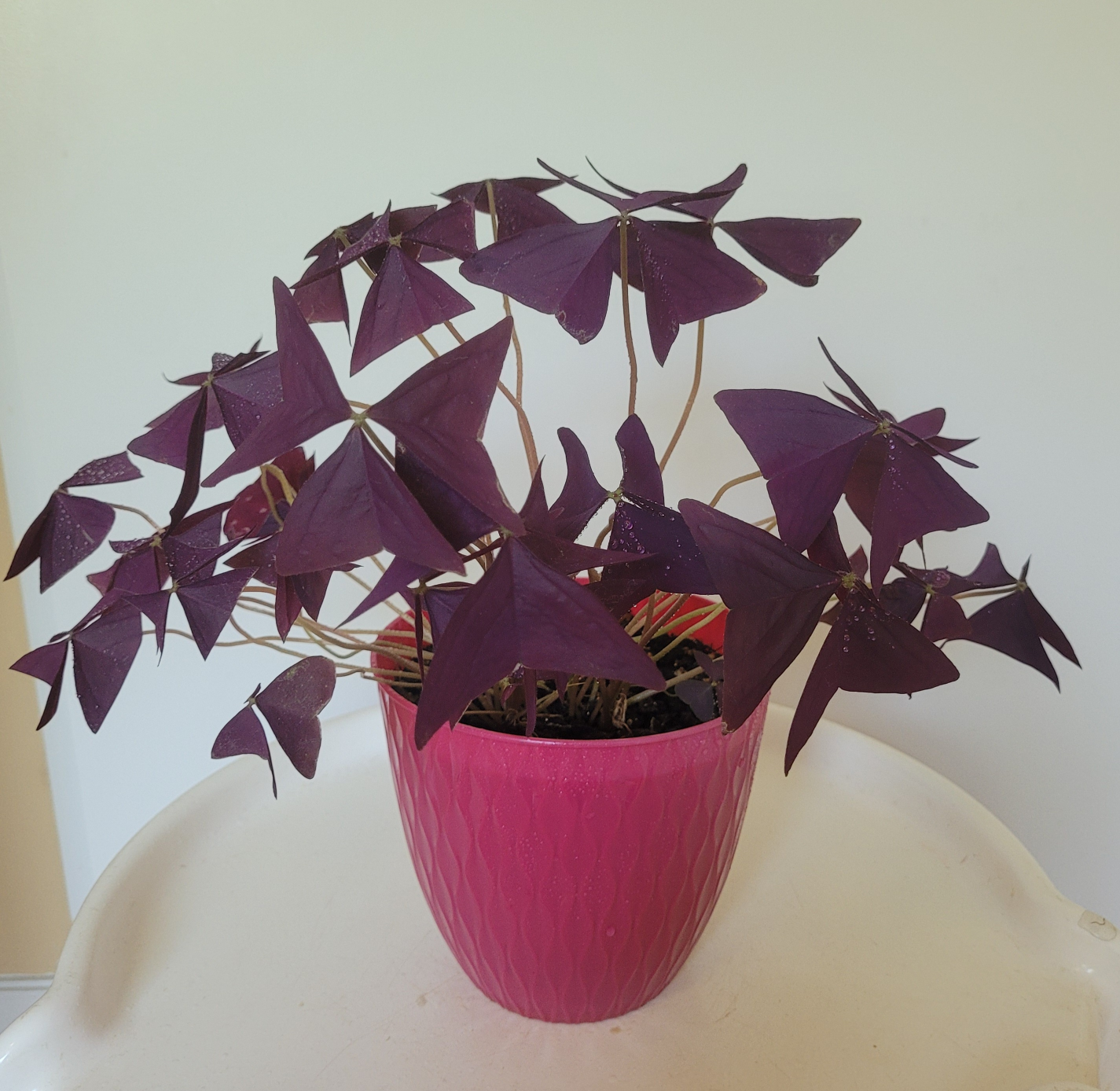 Lovely Oxalis-Adorable House Plant