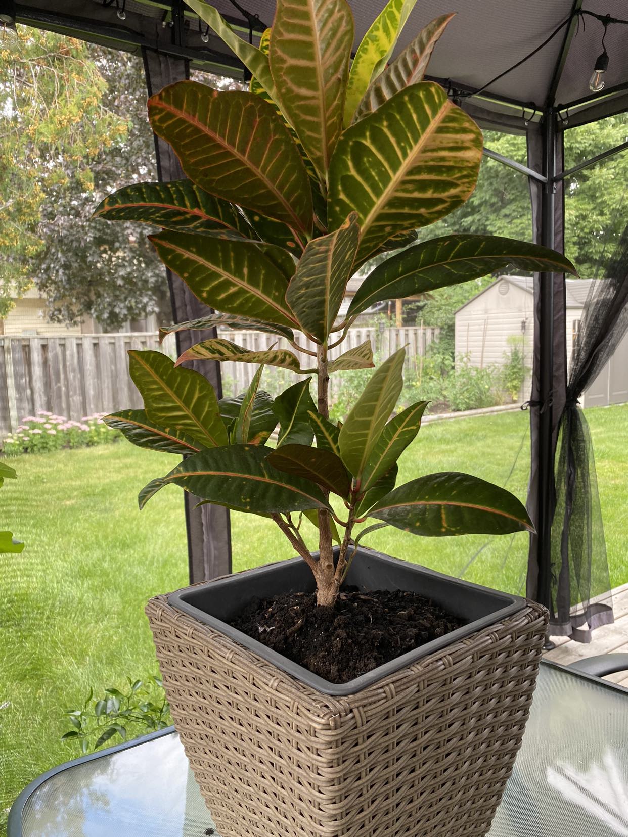 Healthy indoor plant for sale. thumbnail