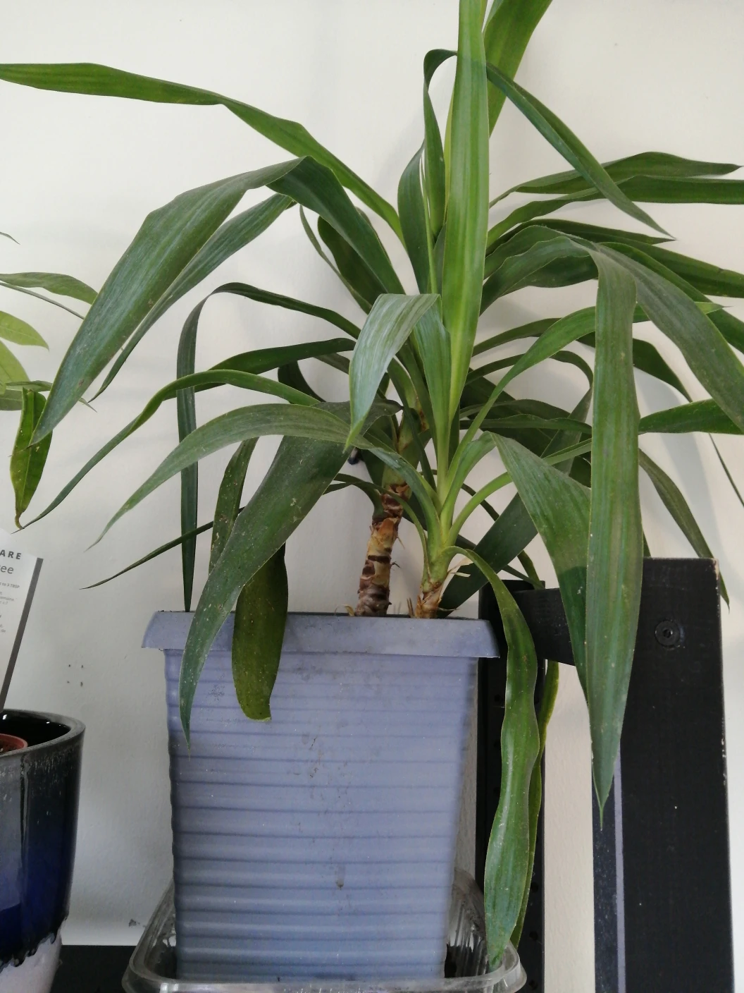 yucca plant