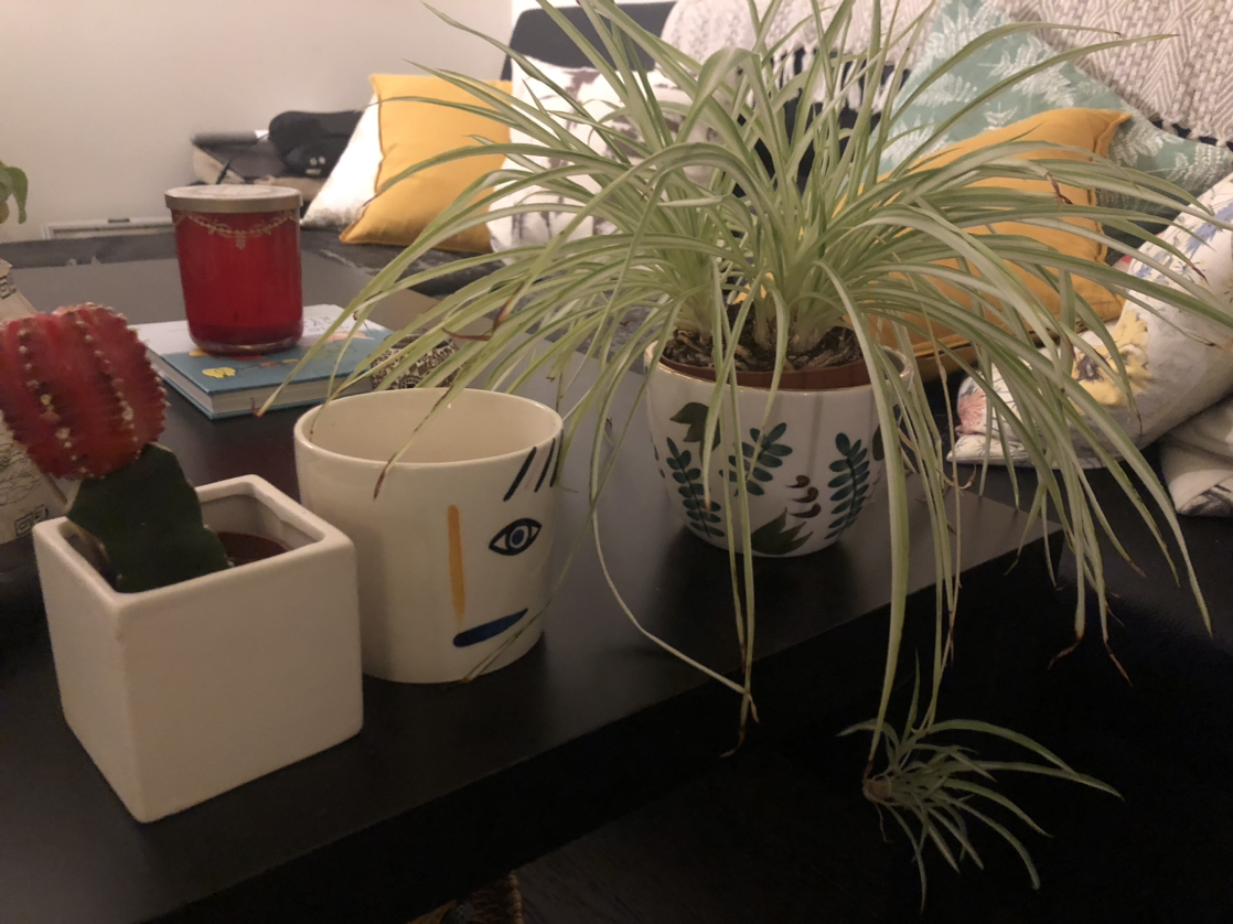 Free plants & pot