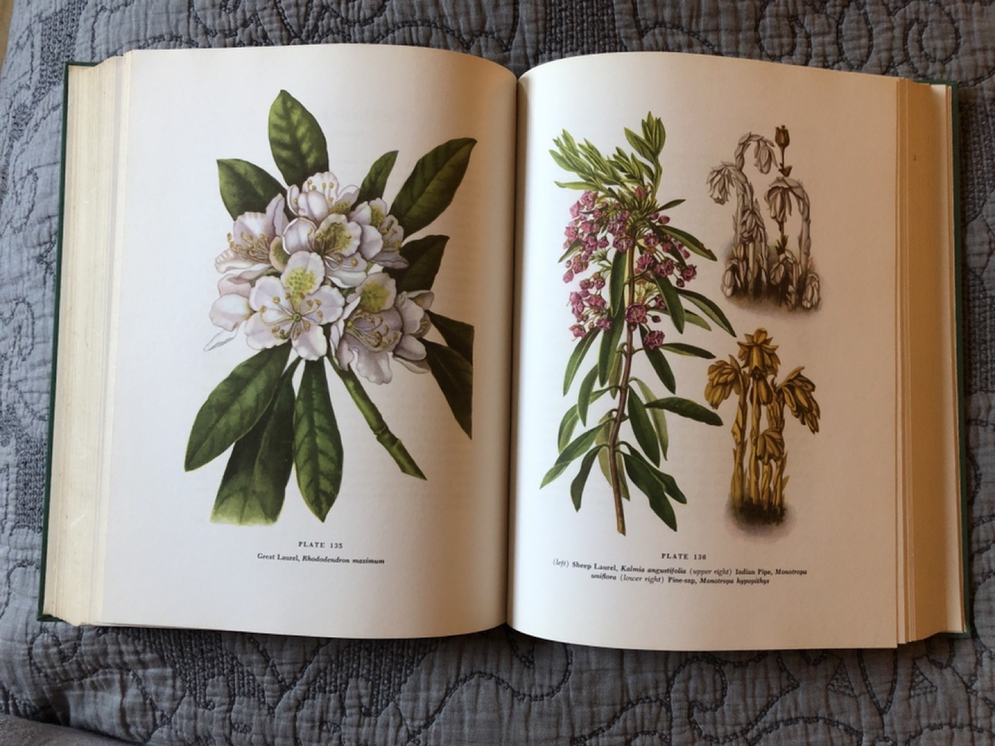 The Macmillan Wildflower Book by Hylander and Johnston - photo 3