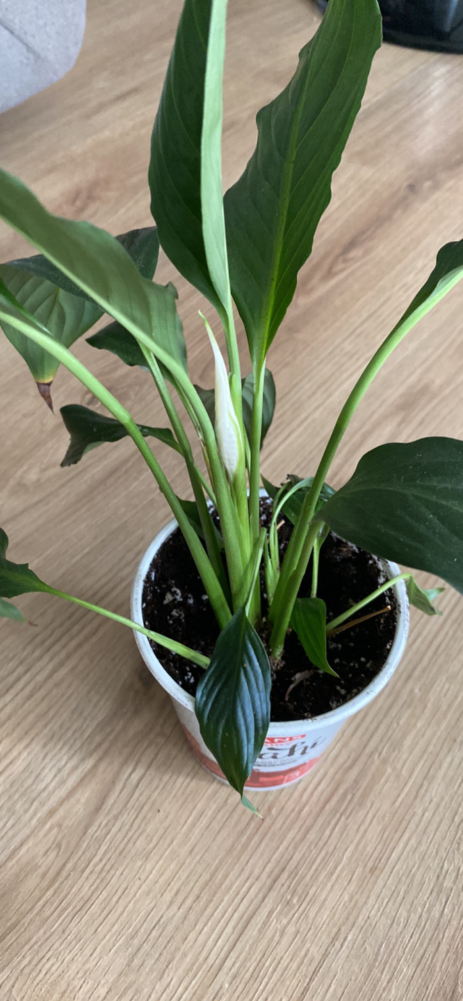 Peace lily with new flower bud