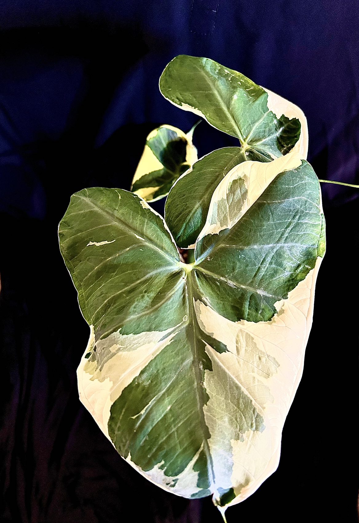 Micky Mouse Alocasia thumbnail