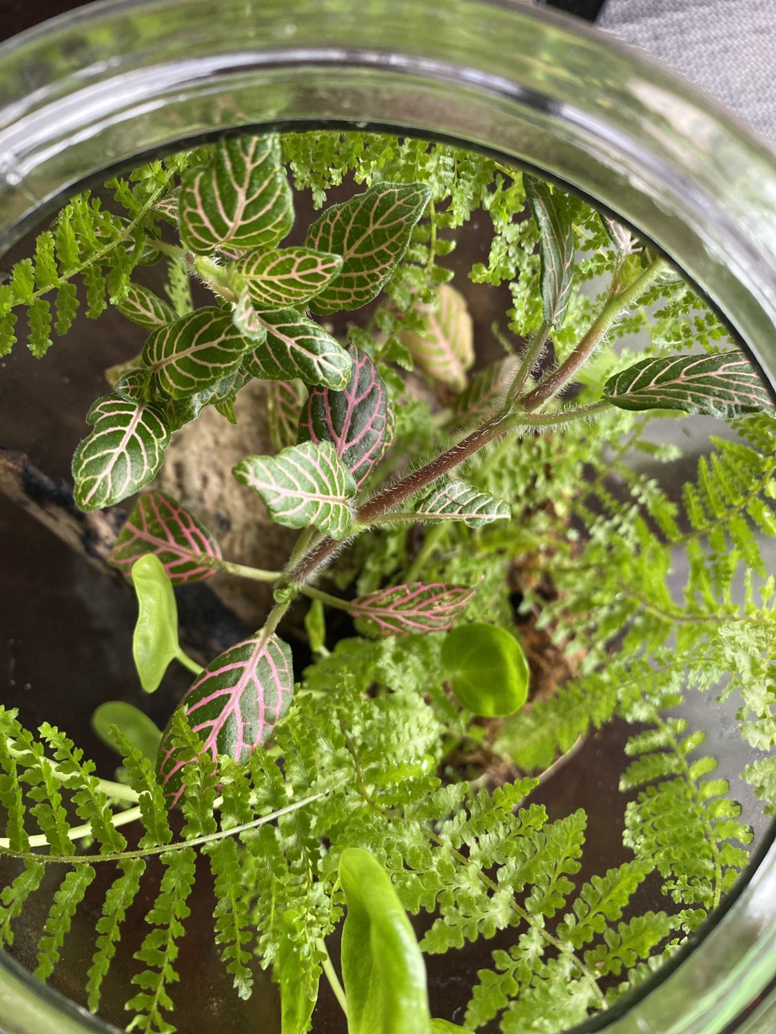 Terrarium - photo 4