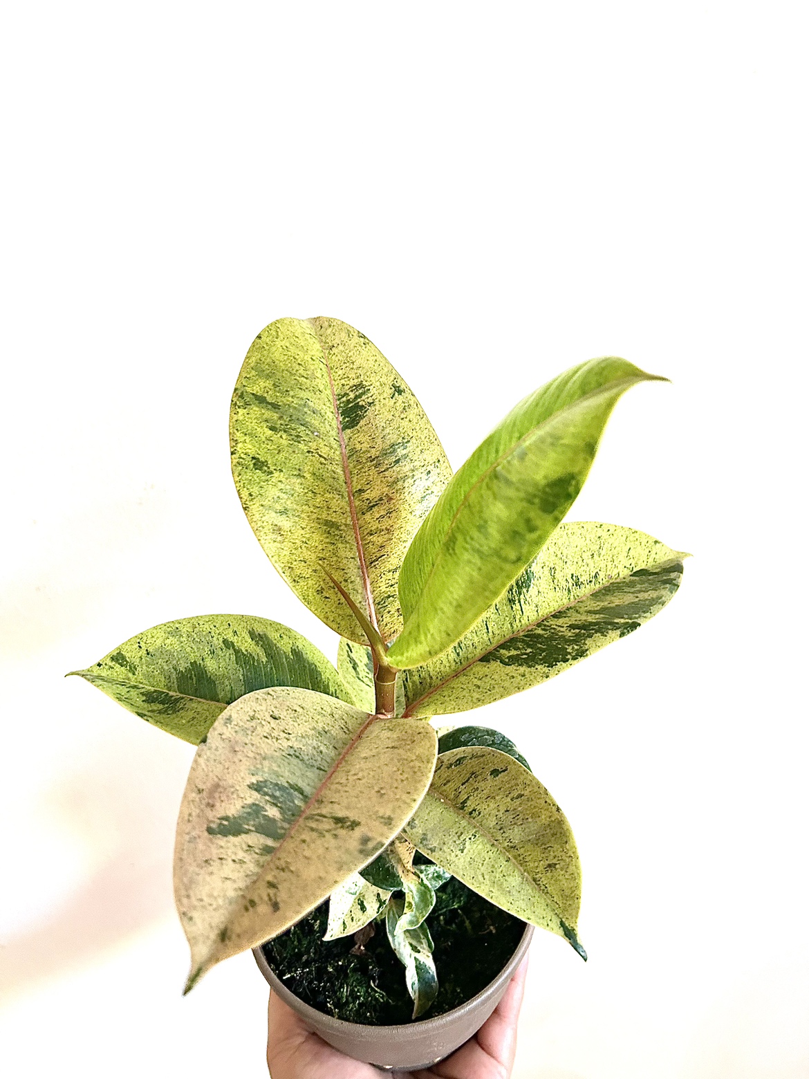 Rare Ficus Shivereana Moonshine thumbnail