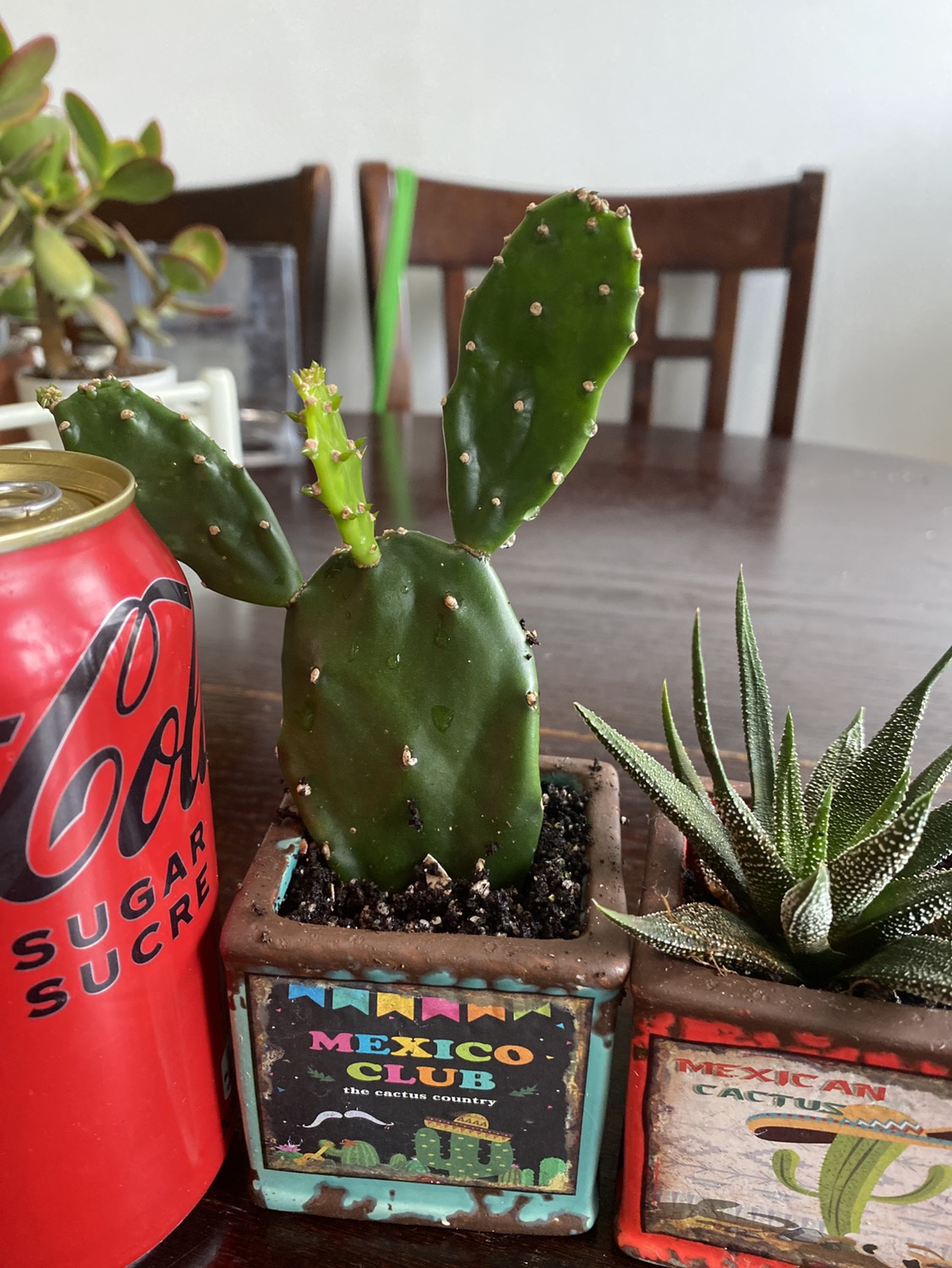 Sale Set of plants - photo 2