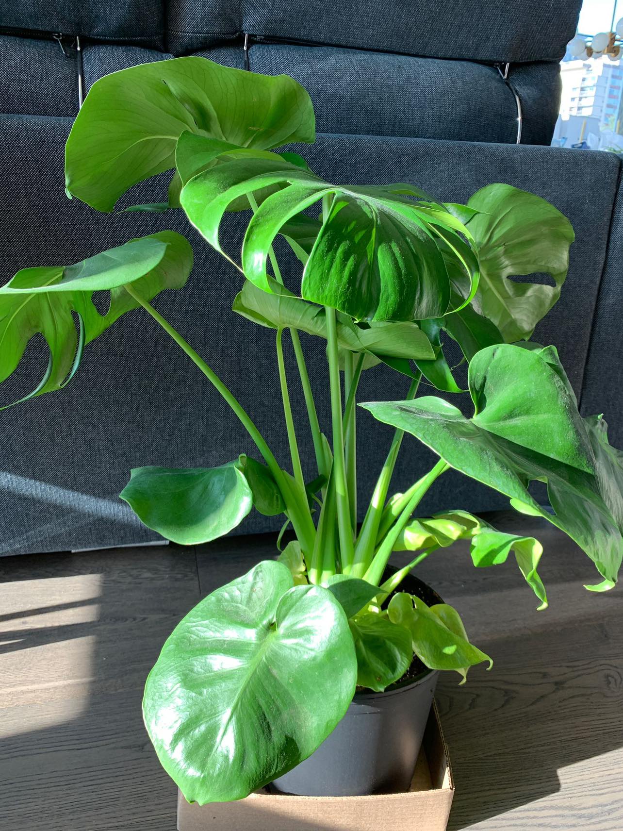 Monstera plant - photo 2