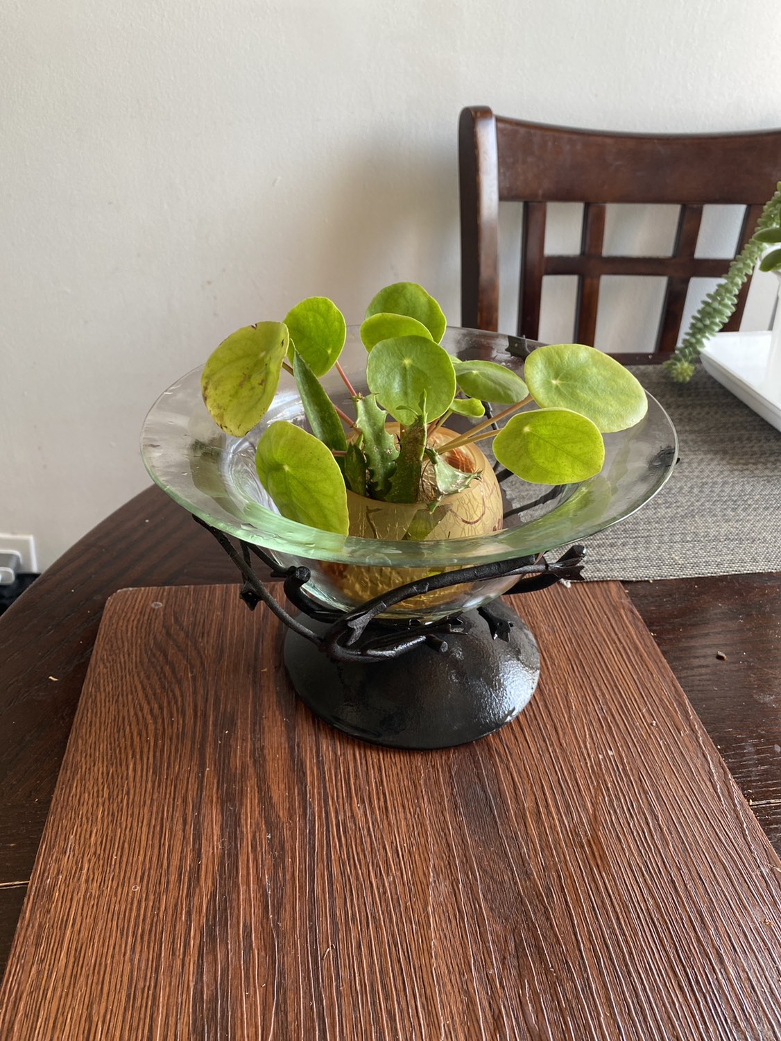 Pilea water propagated