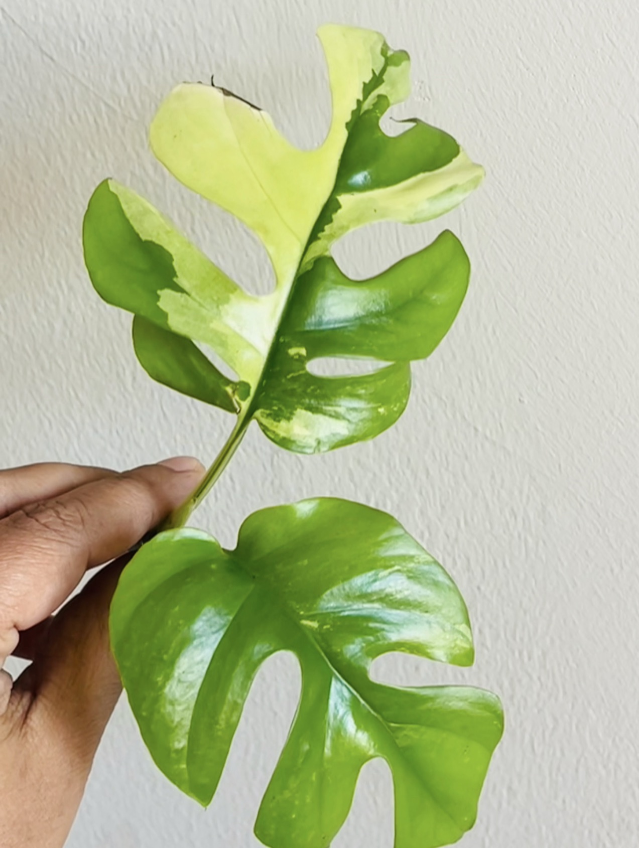 Variegated Tetrasperma thumbnail