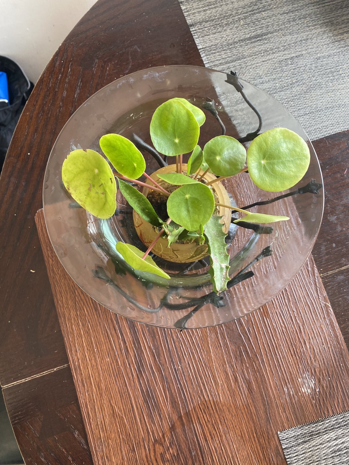 Pilea water propagated - photo 2