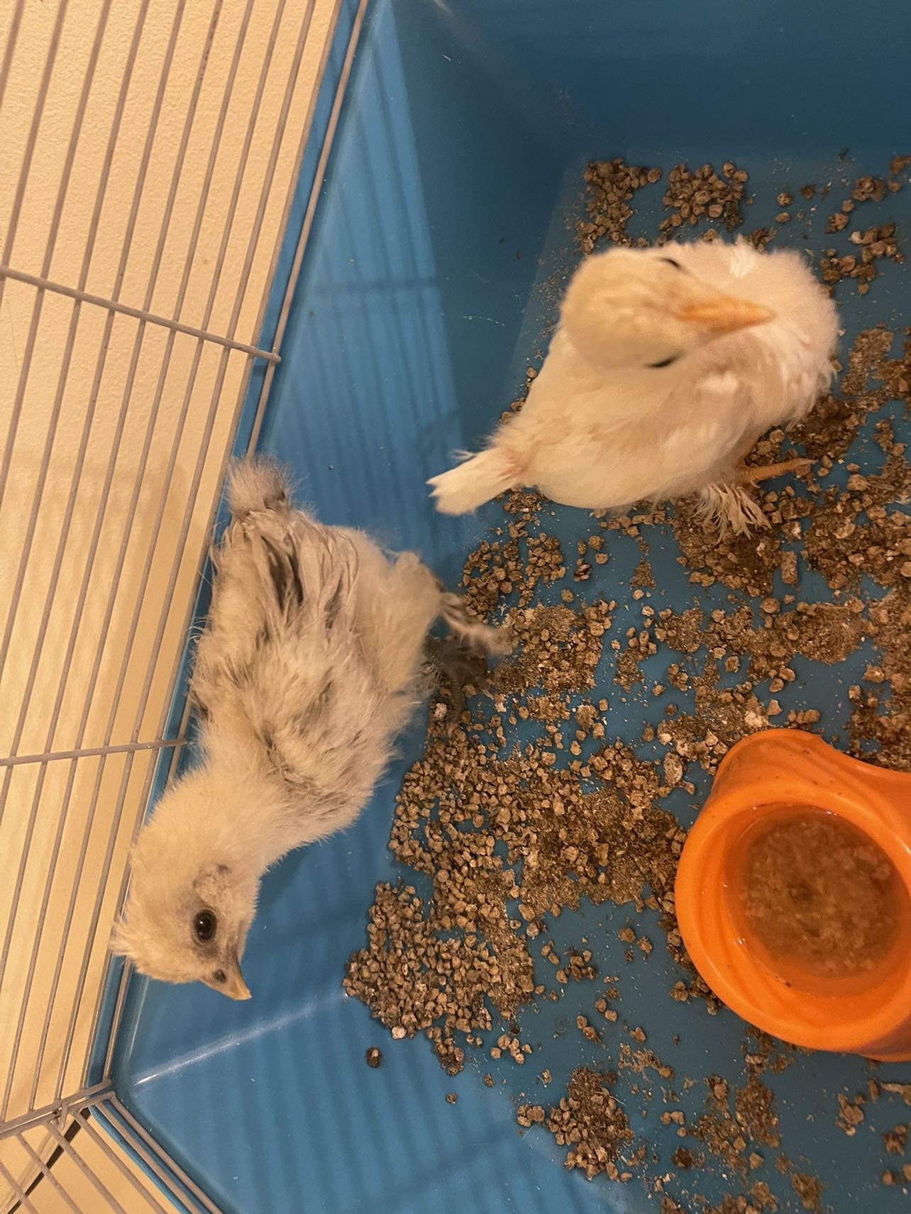 2 chicks with cage and starter food image indicator(3)