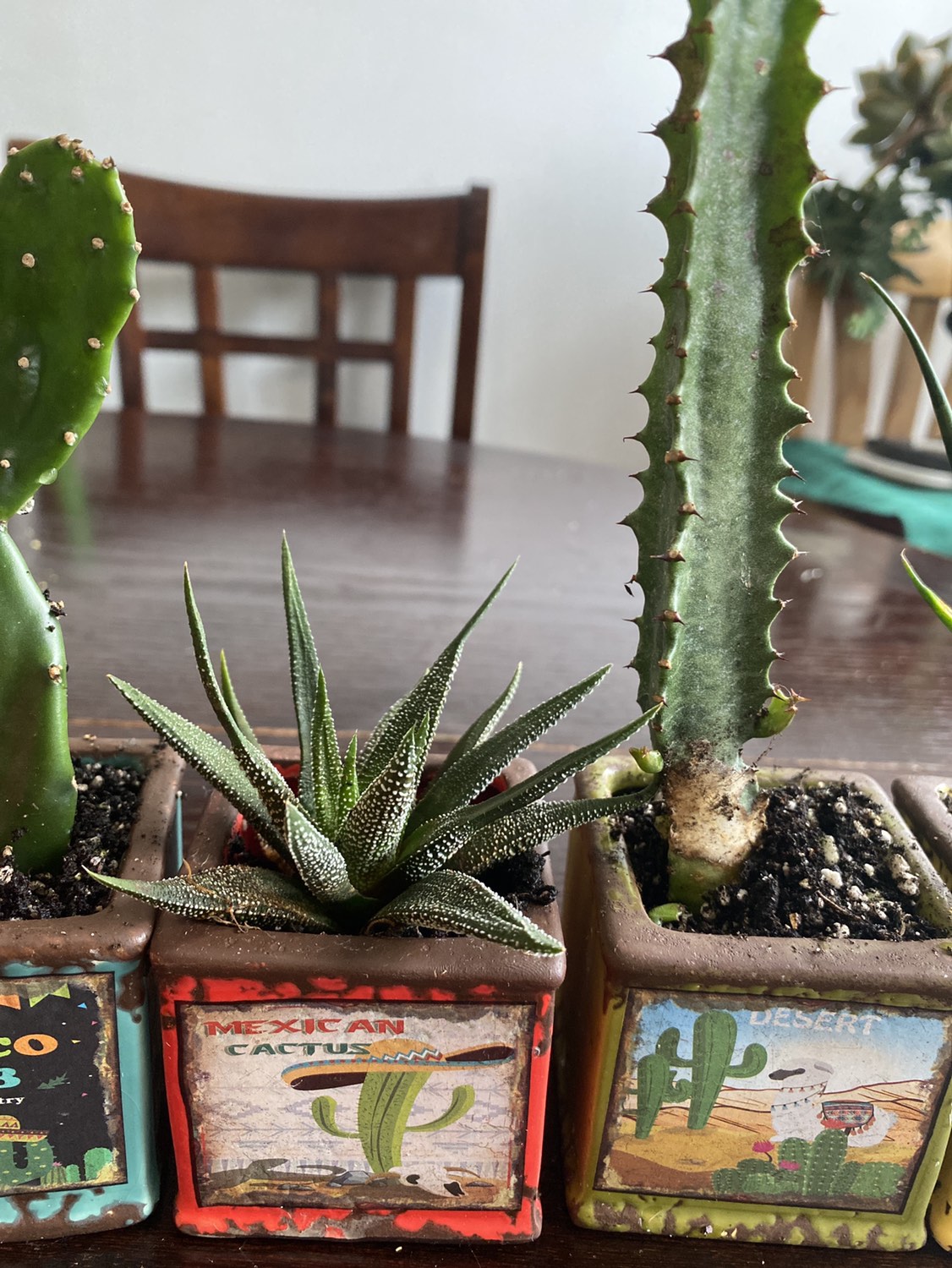 Sale Set of plants - photo 3