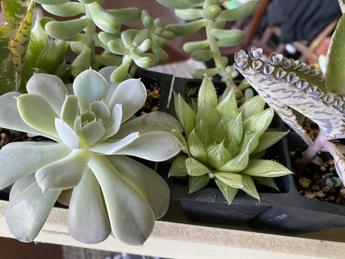 Succulent arrangement - photo 4