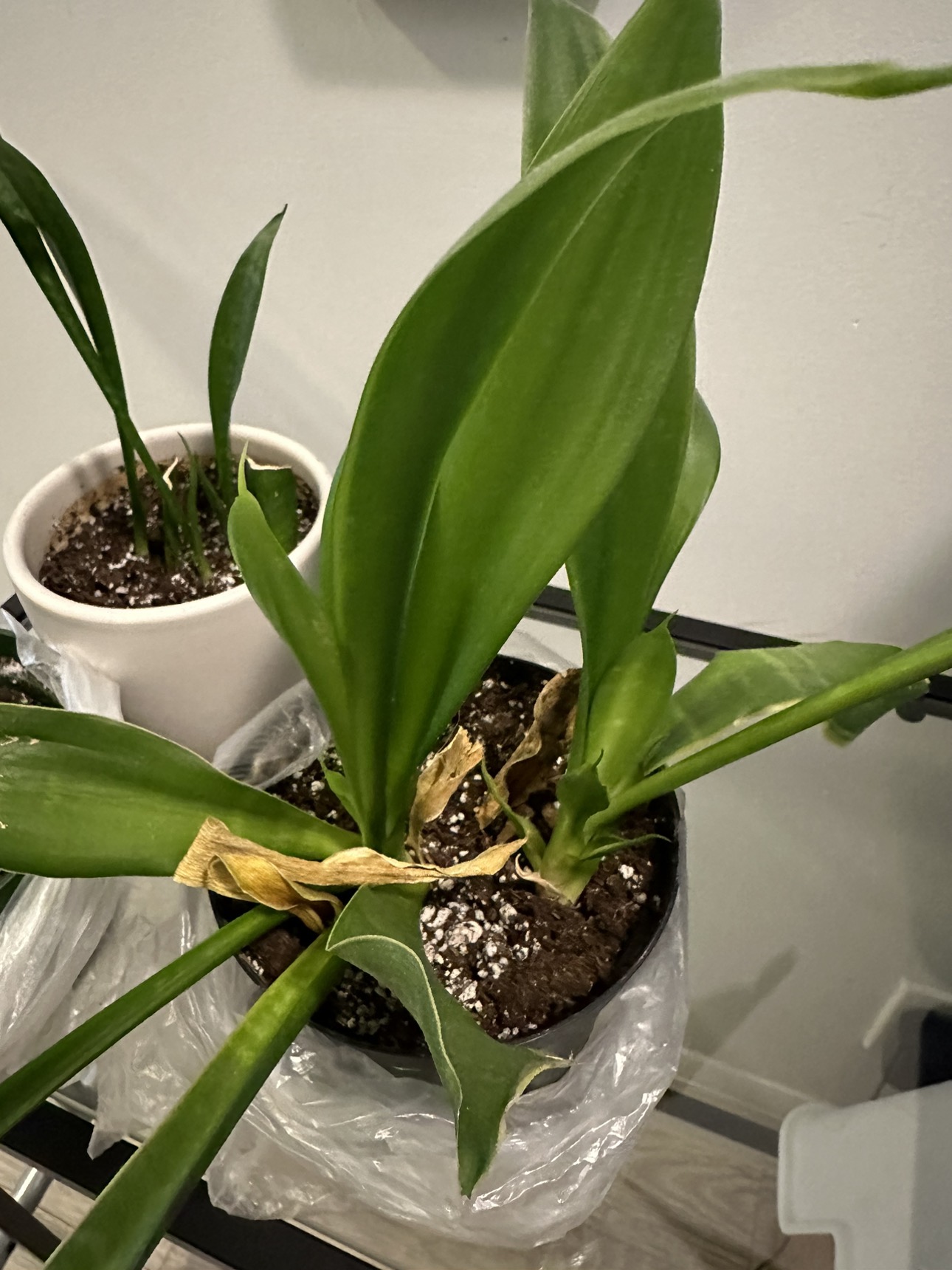 Free plants needing some love - photo 2