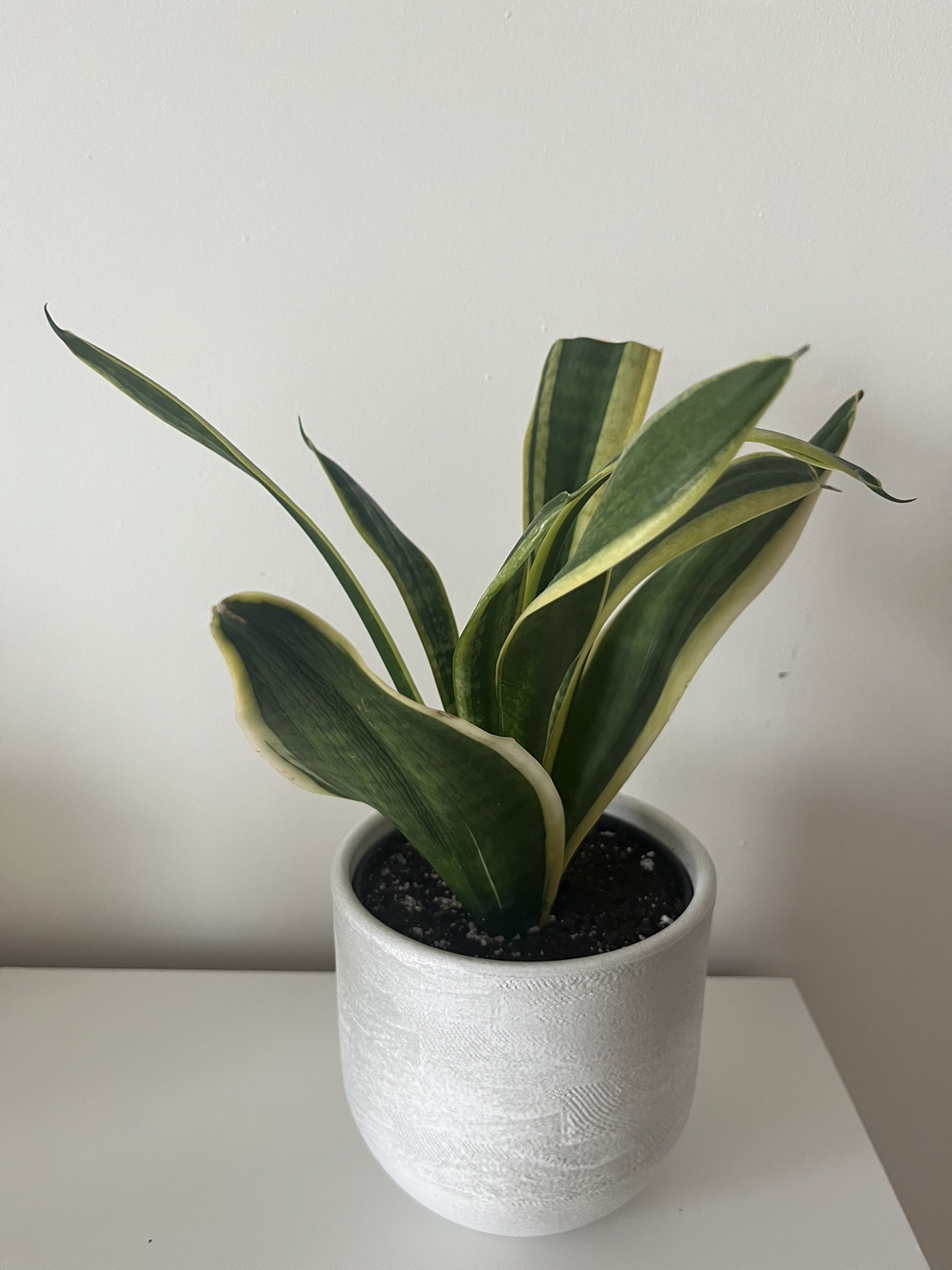Sansevieria - plant including pot