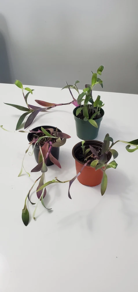 Purple Plants thumbnail