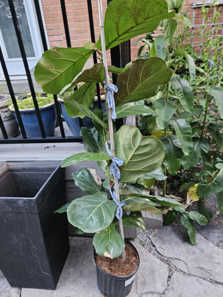 Live plant