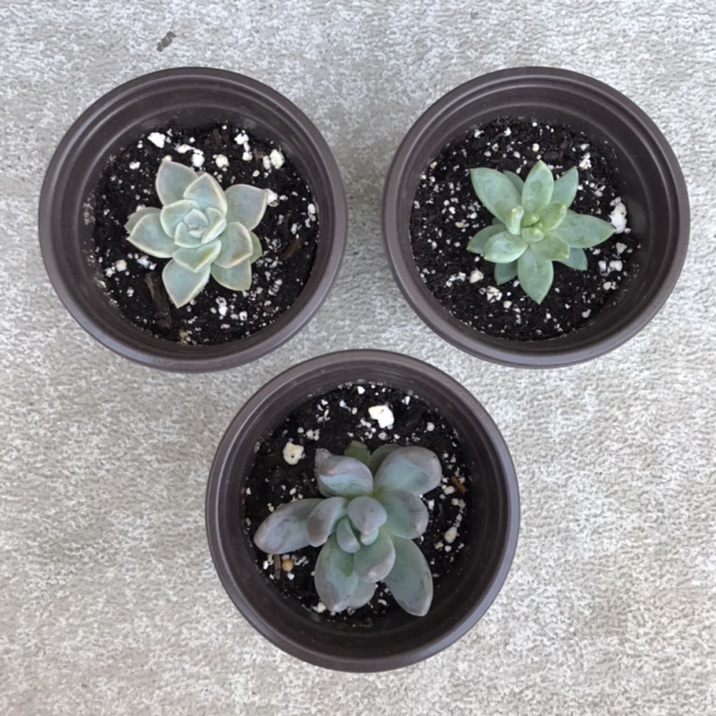 Succulents $3 each - a few left thumbnail