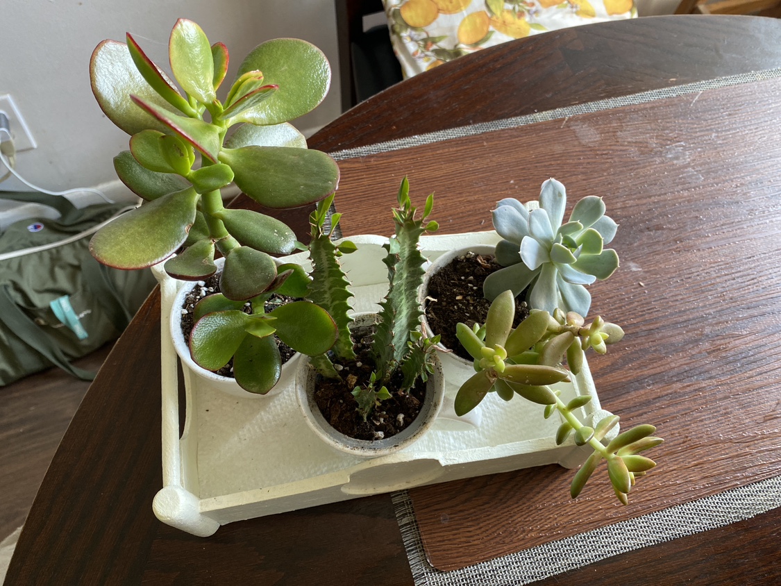 Plants  10$ - photo 2
