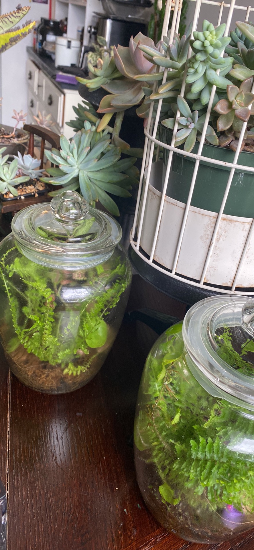 Sale plants - photo 3