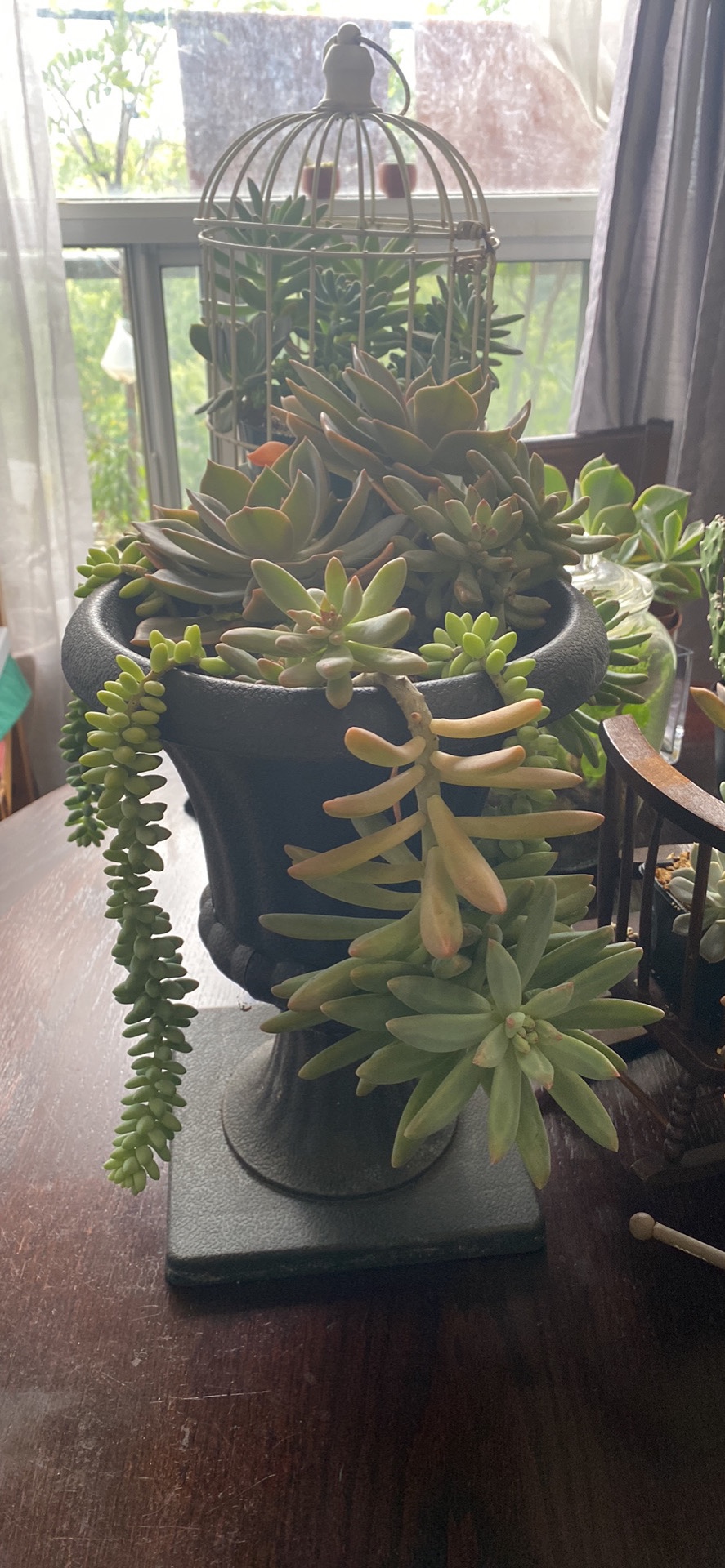Sale plants - photo 2