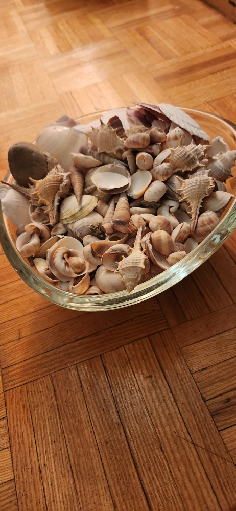 seashell, bowl not included - photo 3