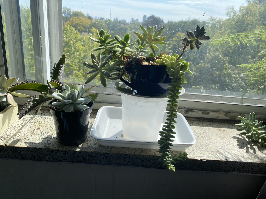 Succulents 15 for both - photo 3