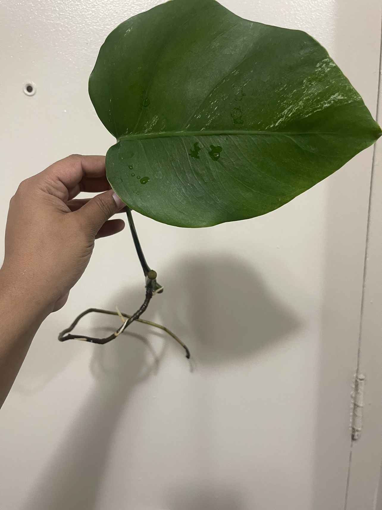 Monstera Albo Low Variegated Cut thumbnail