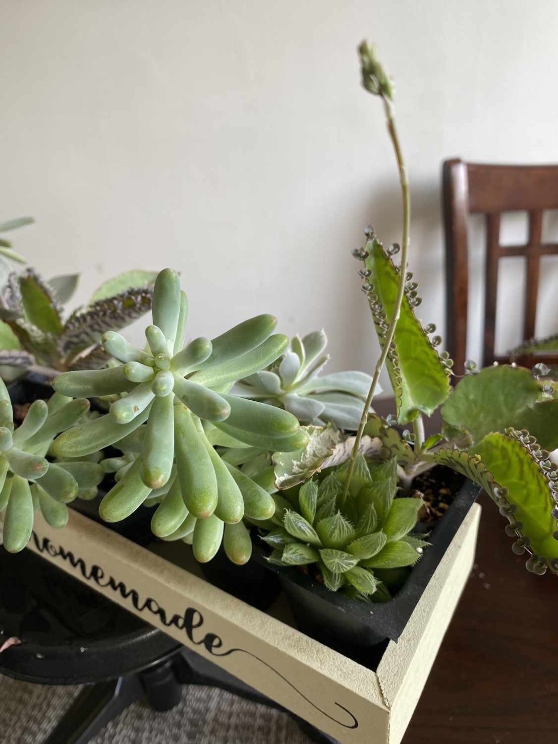 Succulent arrangement - photo 5