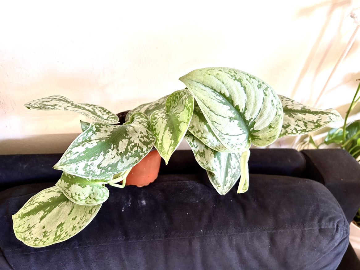 Satin Pothos (Scindapsus Pictus). thumbnail
