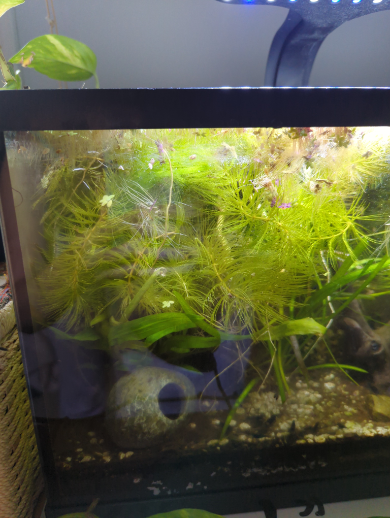 Hornwort Aquarium Plant - photo 2