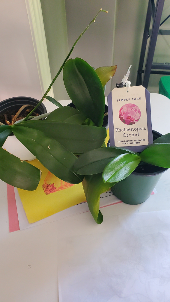 Phalaenopsis orchids - photo 2