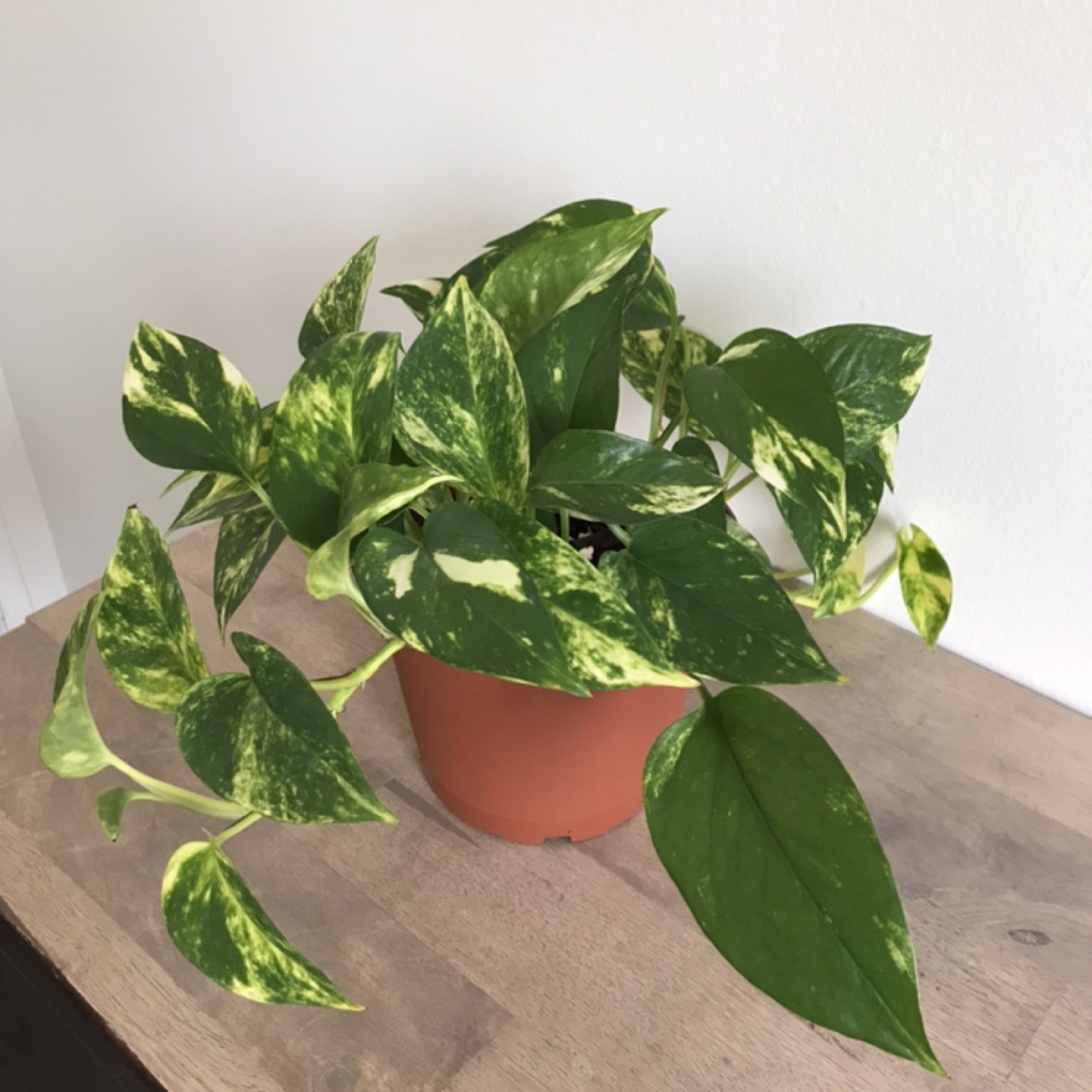 6” golden pothos thumbnail