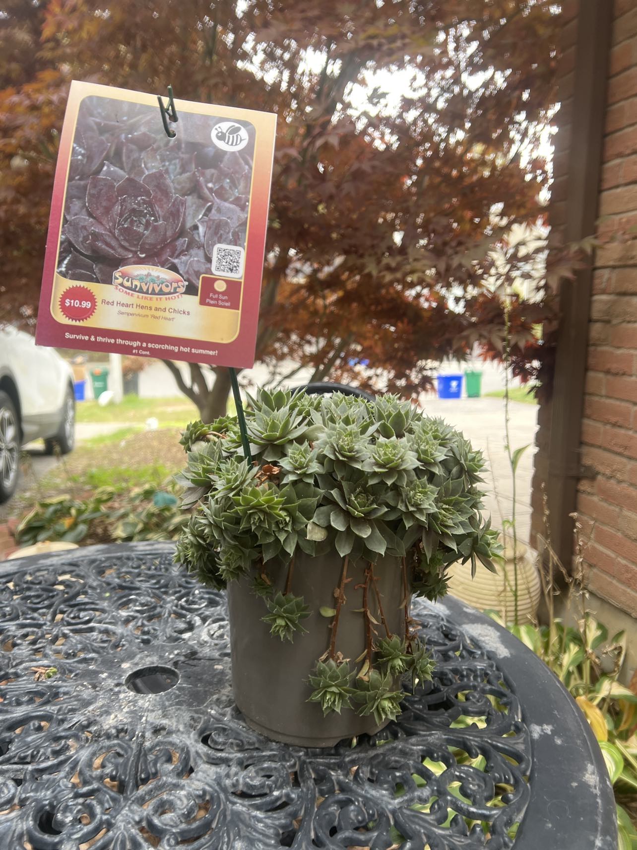 Plant thumbnail