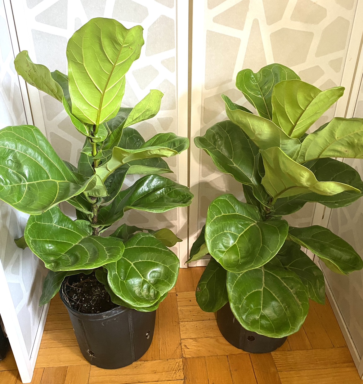 Fiddle Leaf Figs thumbnail
