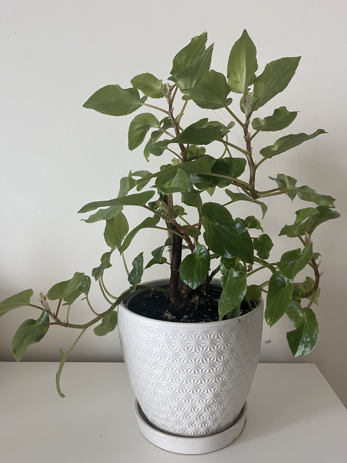 Ivy - plant including pot