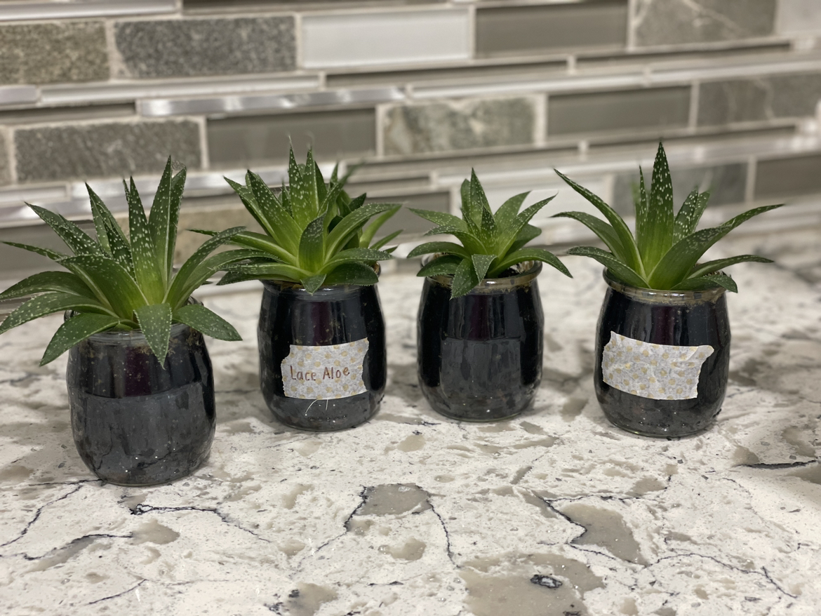 Succulent - Lace Aloe