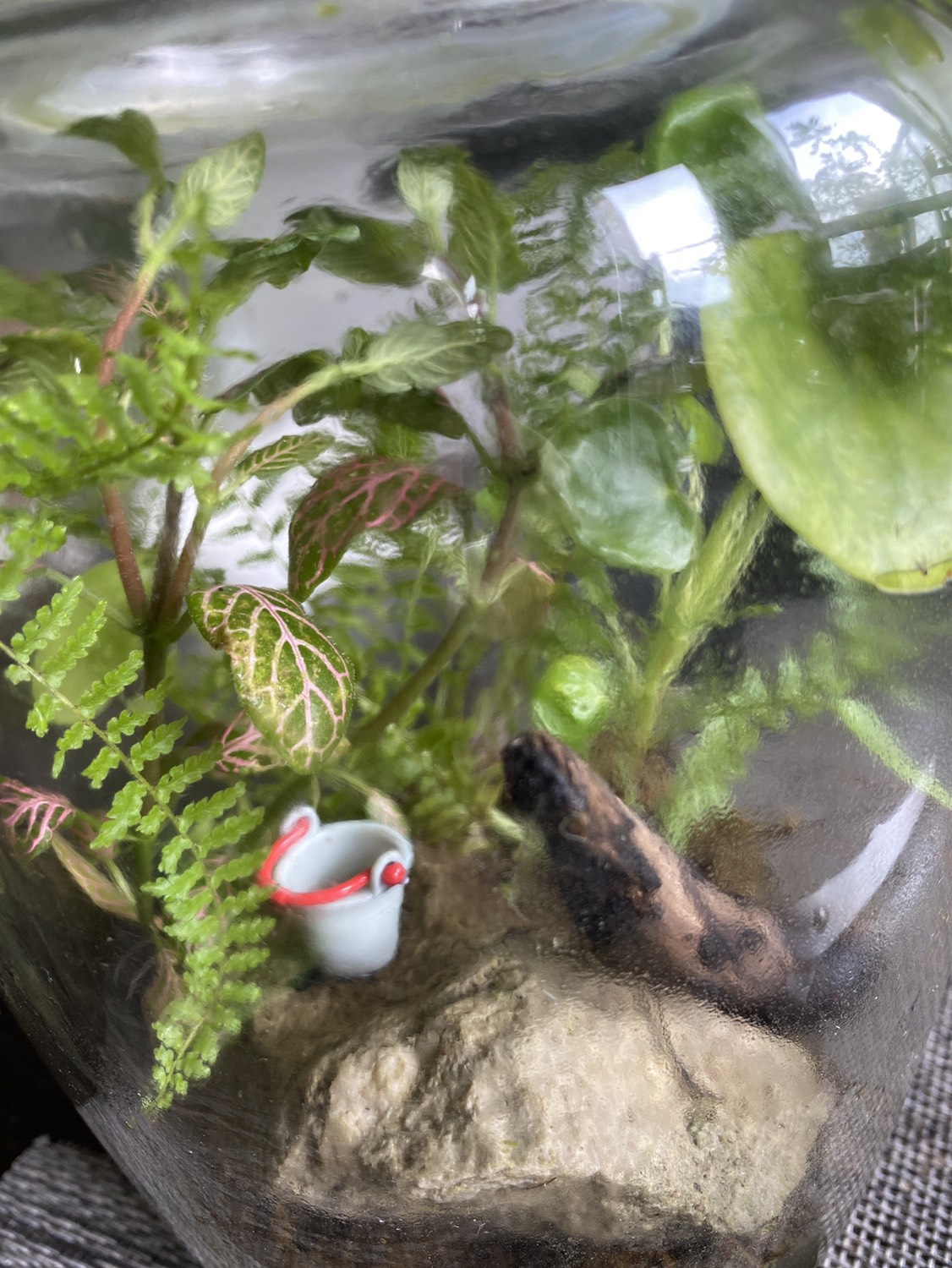Terrarium - photo 5