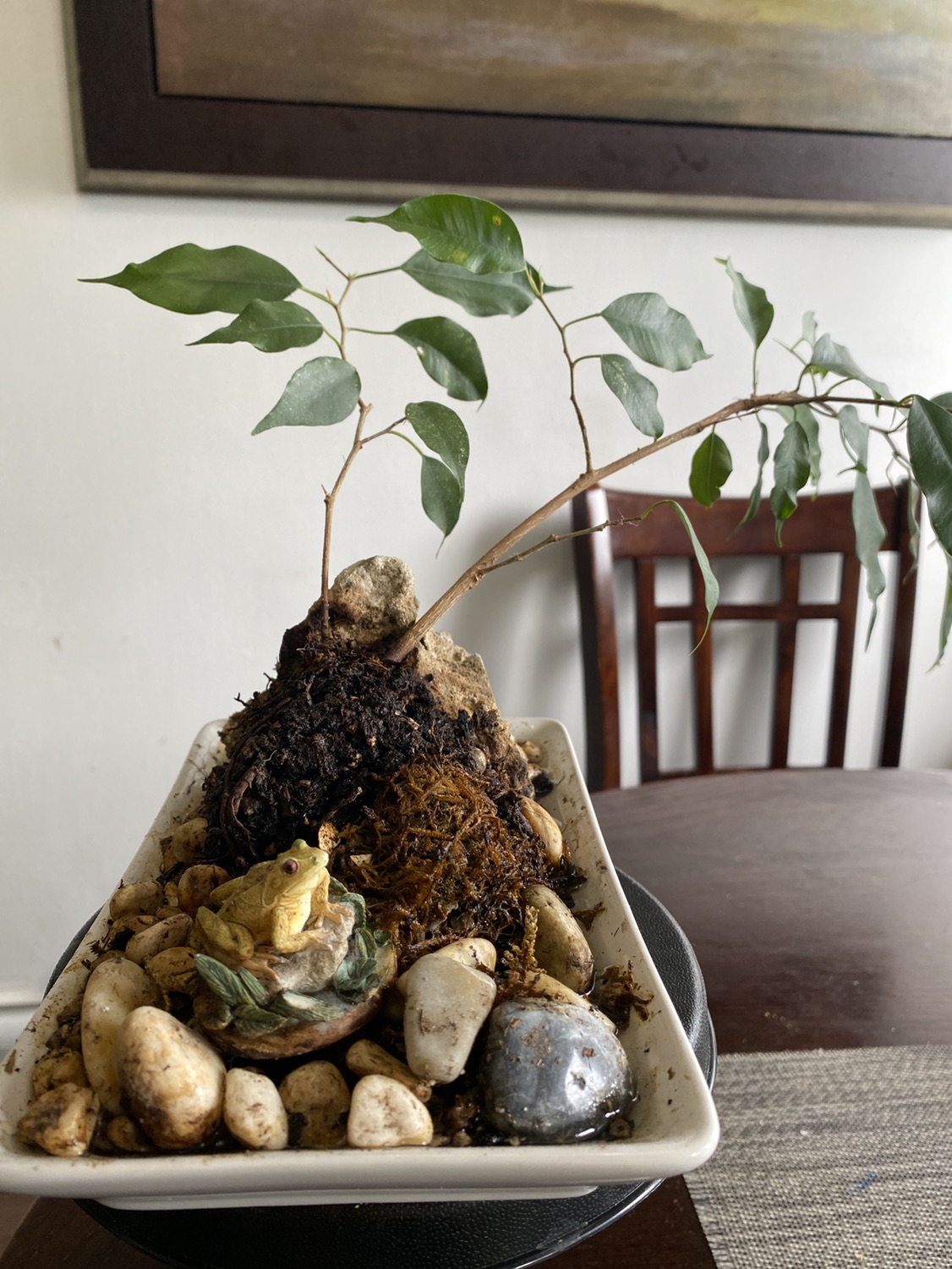 Ficus - photo 2